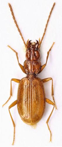 Duvalius siculus